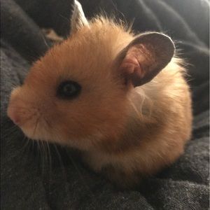 Meet your Posher, Linda